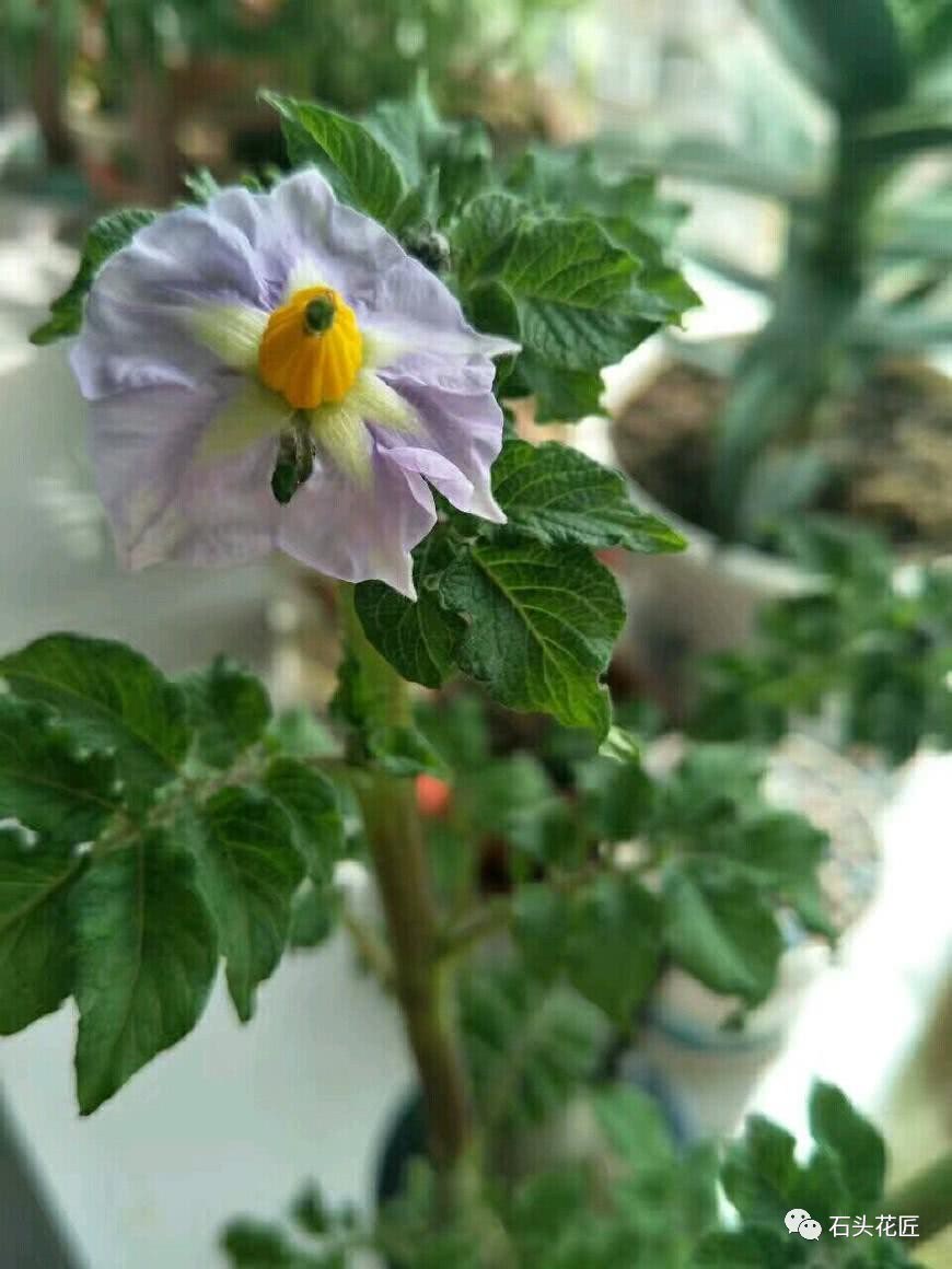 Don't bury the leftover potatoes in the pot for 7 days and sprout for 80 days to produce small blue flowers.