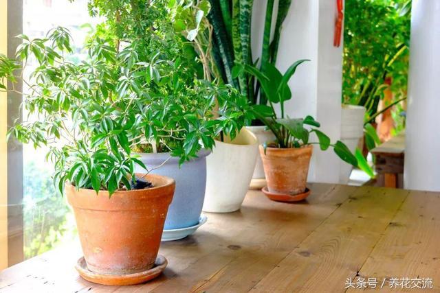 These plants are suitable for improving indoor air quality. You can grow more pots at home.