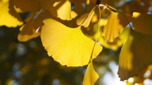 Ginkgo biloba leaves imply