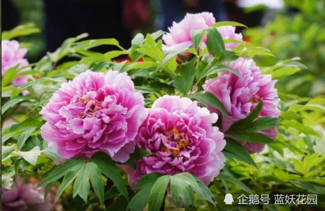 What should I do when the peony gets fat in autumn? Find the right reason to solve the problem