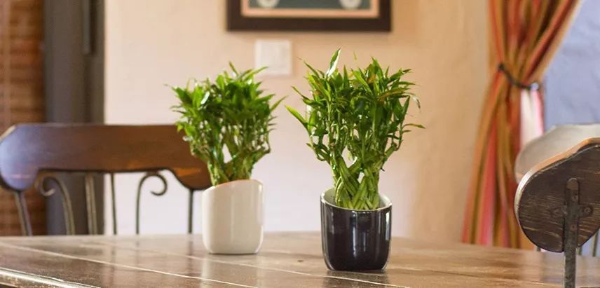 Nine major problems in indoor maintenance of potted soil to cultivate rich bamboos