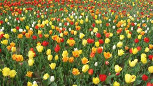 What does tulip symbolize?
