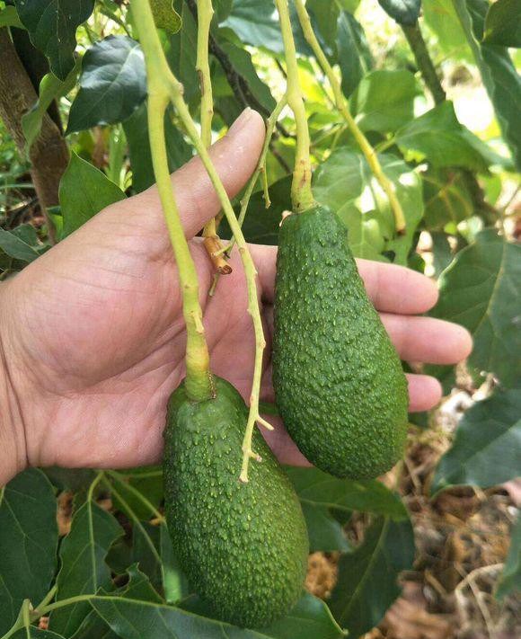 Nowadays, potted avocados are the most popular, but if you want to produce full avocados, you must use this method.