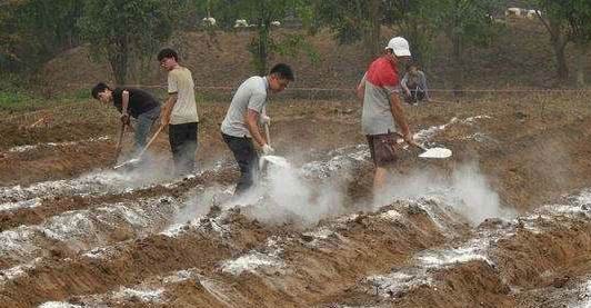 How does quicklime disinfect the soil?