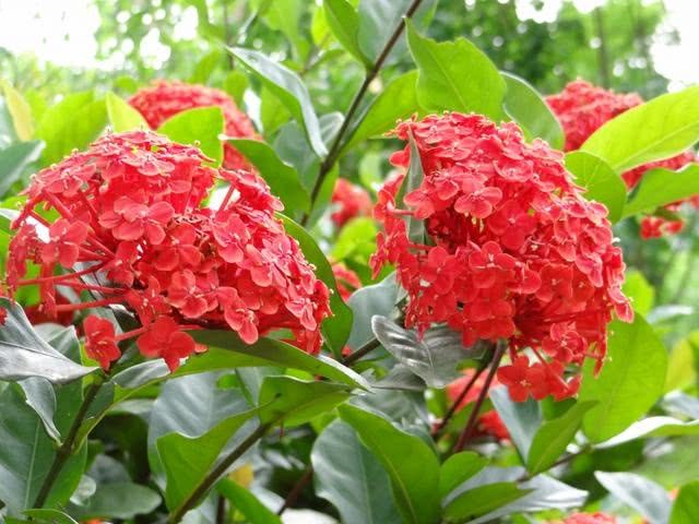 This flower is called elixir flower, hundred days red is Myanmar's national flower to do the best potted