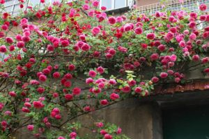 It is raised in pots at home, jumping 1 meter in 10 days, flowering all over the wall, envy in ten miles and eight townships...