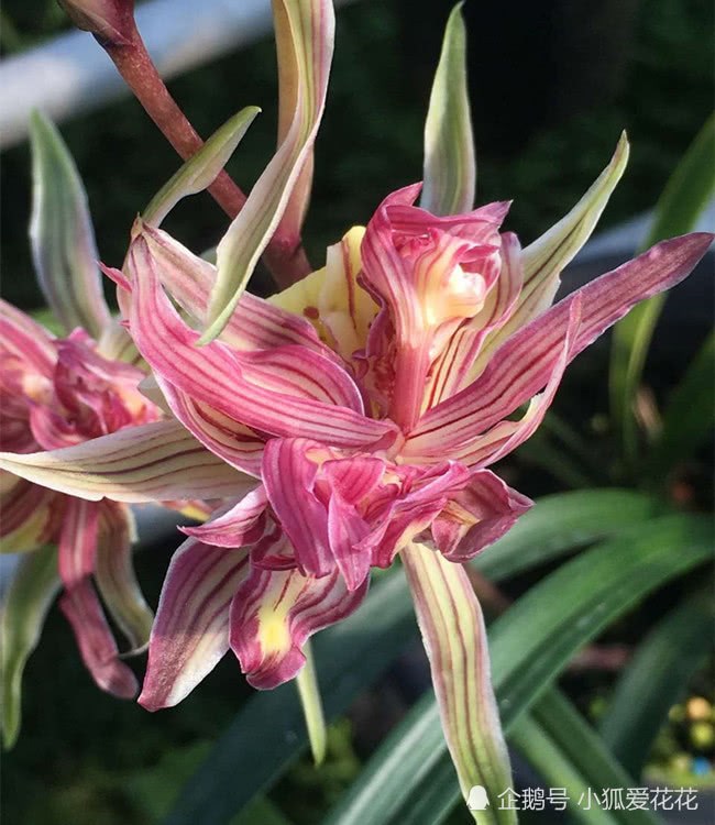 The root system of the orchid grew into spaghetti and it was matched with this natural special fertilizer.