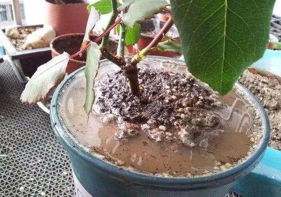 Growing flowers is worried about flooding to the root and is afraid that it will not be watered thoroughly. Try this good method I taught you.