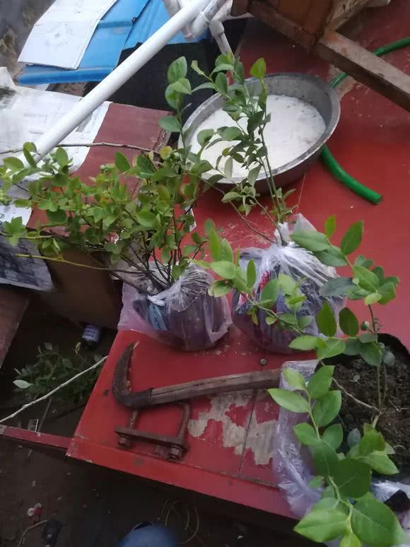 A little trick of growing blueberries on the balcony is bigger than a ping-pong ball.