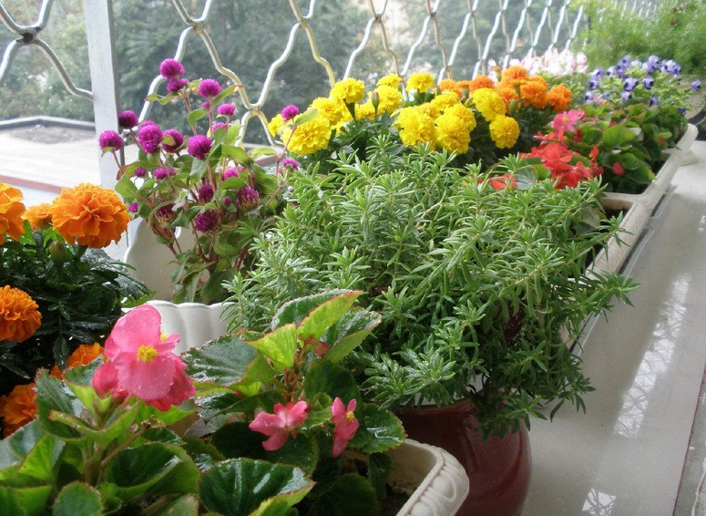 These three tips for growing flowers are used to grow potted plants that grow green and blossom and do not need fertilizer.