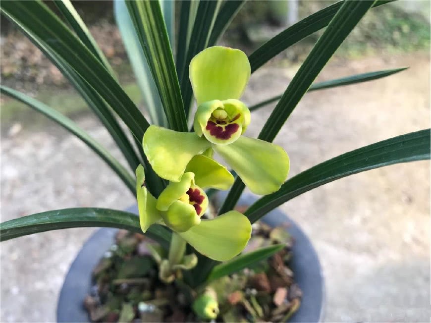 The most famous hybrid orchid opening product, Zhou Zheng, has a rich and beautiful aroma as well as famous ones, which are suitable for novices.