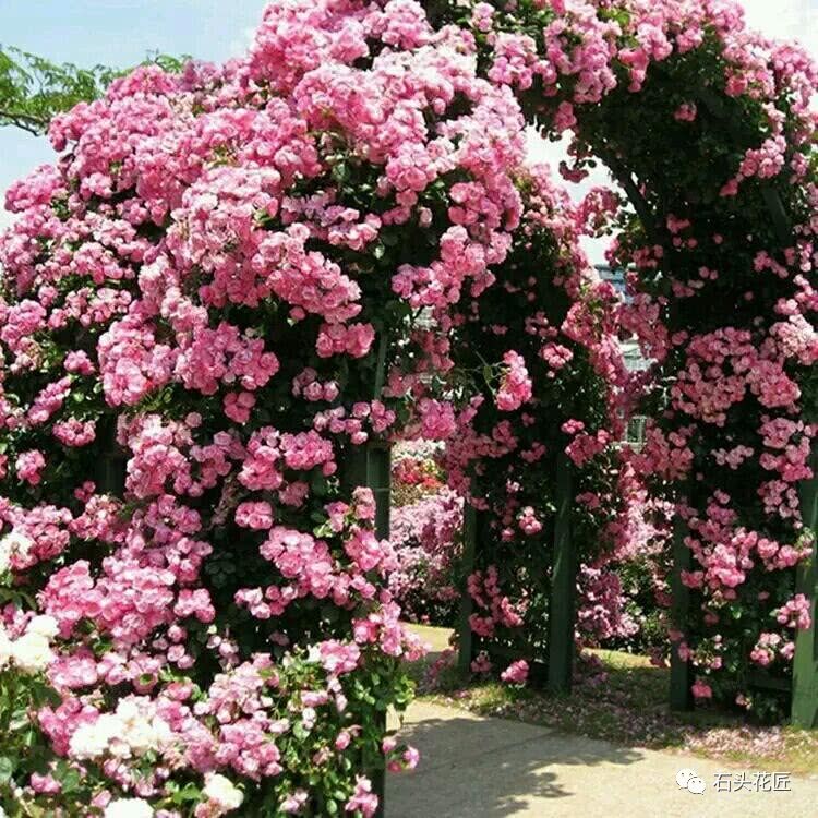 The indoor rose is placed in this position, no disease, no yellow leaves blossom continuously for a year.