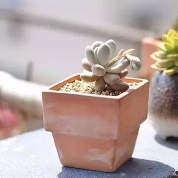 How to make your succulent plant more beautiful