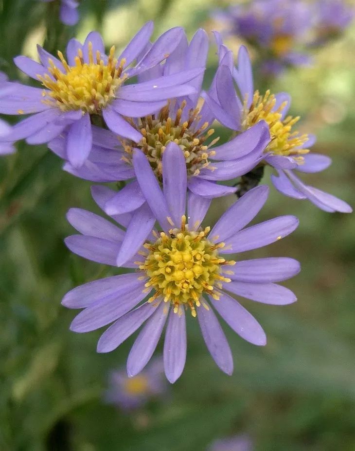 It doesn't matter that these flowers are extremely hardy plants raised in the yard to survive the winter.