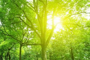 8 kinds of trees symbolizing good meaning, do you have them at your doorstep?