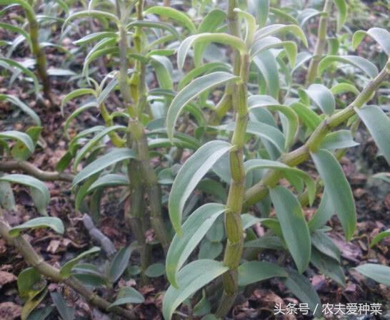 This kind of weed sells for 350 yuan a jin. The whole body is rich in nutrition and has 12 functions.