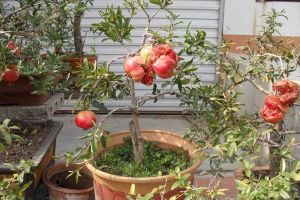 Pomegranate branches cut 1 knife, 15 days to take root, grow up after the fruit can not eat.