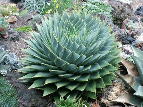 Where is a basin of aloe vera 12 expensive? After watching the rise of knowledge, flower friends: it is really worth raising.