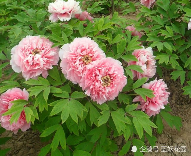 Blue demon, the most commonly used method of sowing and propagation of peonies, advises you not to know it after watching it.