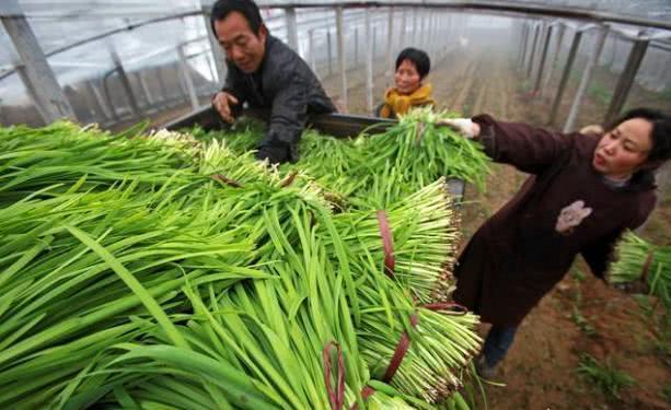 How to do well the fertilization of leek in autumn leek growing season?