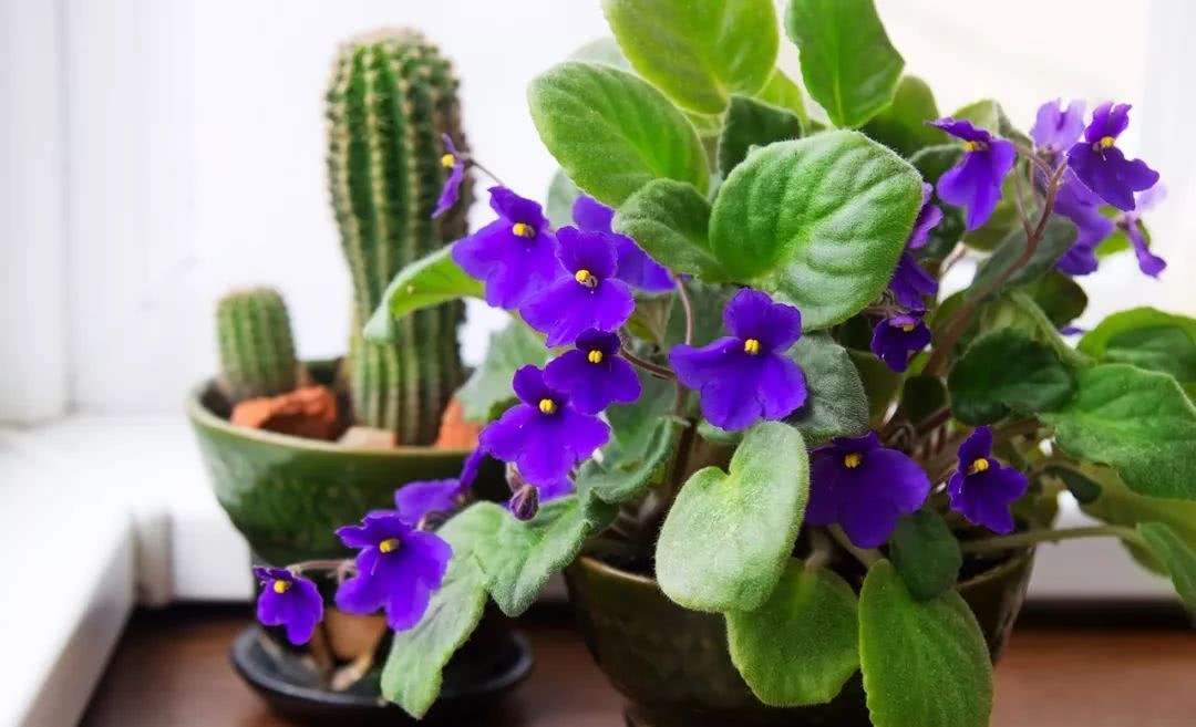 All of these nine plants have purple flowers, most of which can be raised indoors.