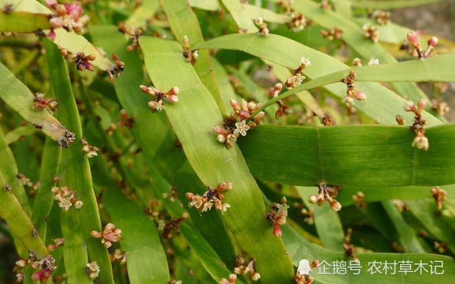 If this kind of wild plant grows in your hometown, please pay attention to it and it is precious today.