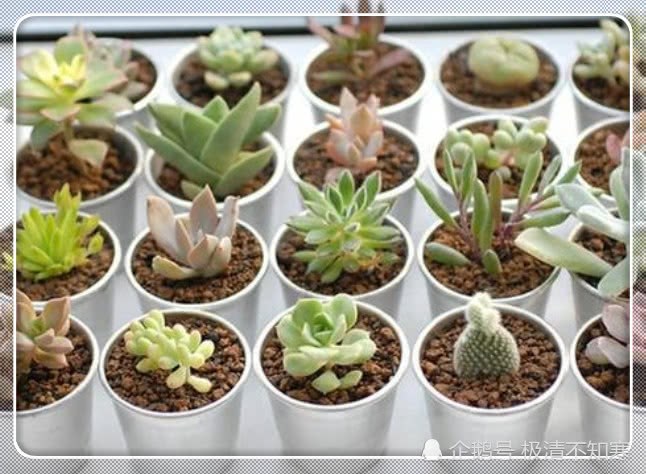 Don't ignore the four traps of raising succulent plants in autumn, or you will not be able to survive.