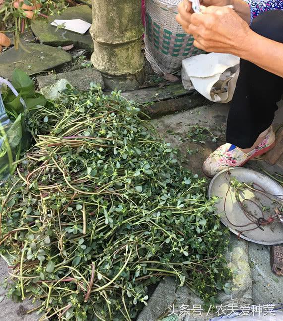 This kind of wild vegetable sold by the old woman by the roadside is commonly known as longevity vegetables for 2 yuan to buy a big bag.