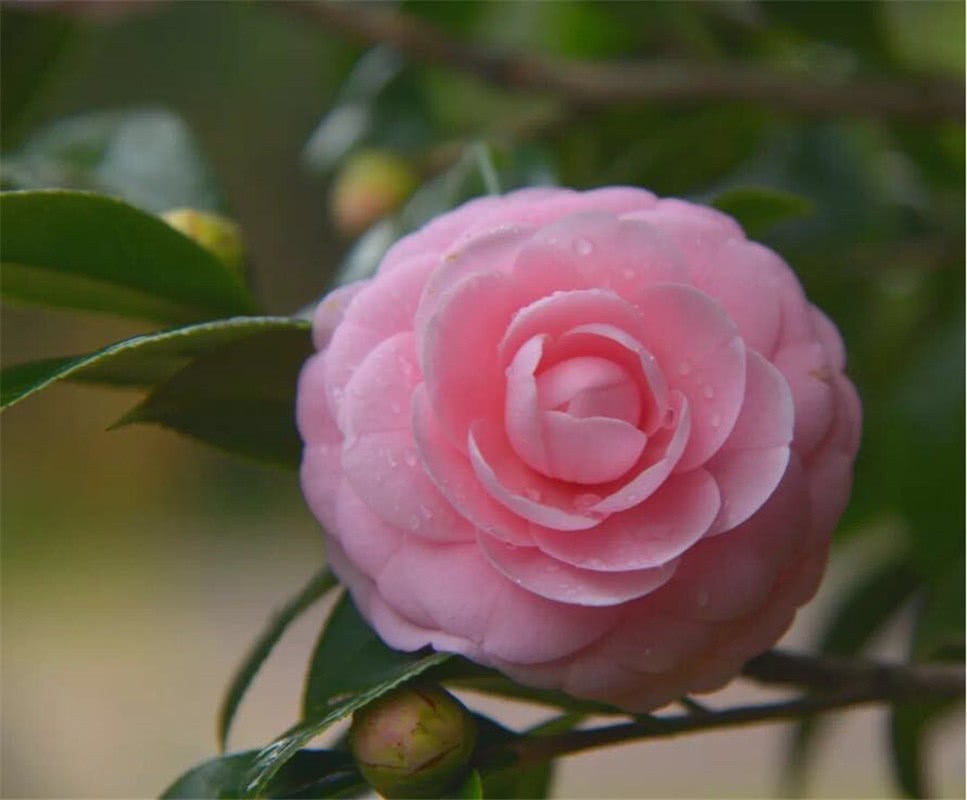 Learn to grow flowers from grandma: use peanut shell, camellia fist, big rose root to send out orchid fragrance.