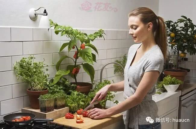 Green plants of fengshui flowers in kitchen that accumulate wealth and are environmentally friendly