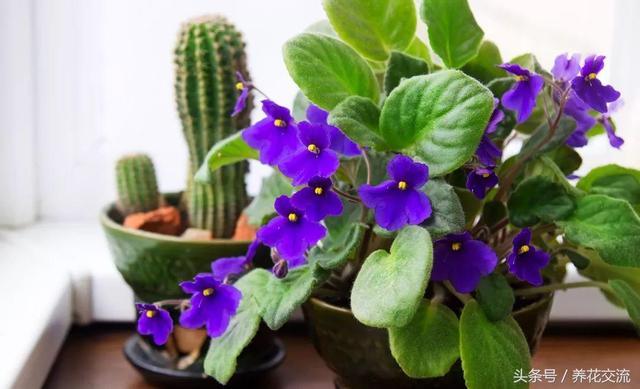 All of these nine plants have purple flowers, most of which can be raised at home.