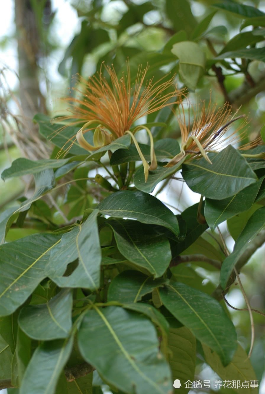 The scientific name of the rich tree is melon and chestnut. The fruit can be eaten.