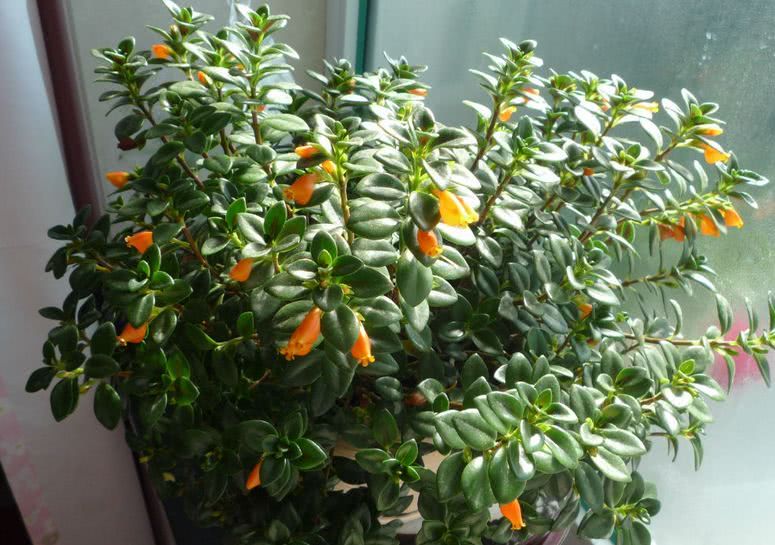 A new type of indoor plant evergreen flowers and leaves all the year round are more worthy of flowering diligently than green pineapple.