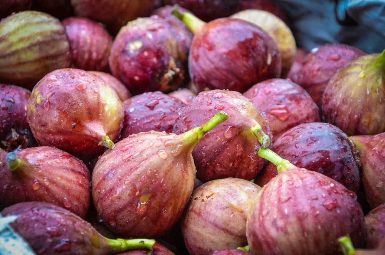 A branch and a plastic bottle so that figs in a pot will have small white roots in half a month.