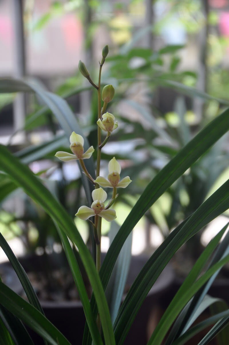 The older generation raised orchids in the opposite direction and watered the strong orchids with half a section of water.