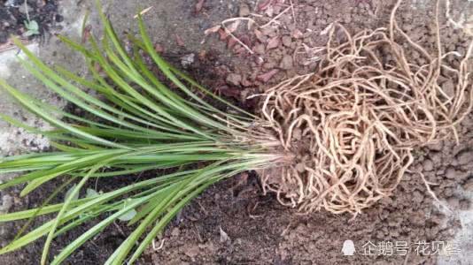 If the orchid is carried well, even if the wind blows, you have to be familiar with this kind of potting technique.