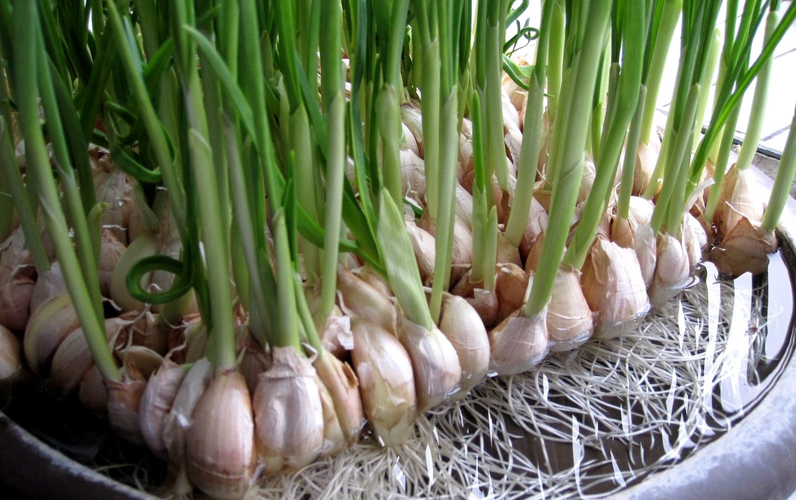 It is better to grow vegetables at home than to grow vegetables in cold weather. Now these three kinds of vegetables are enough to eat all winter.