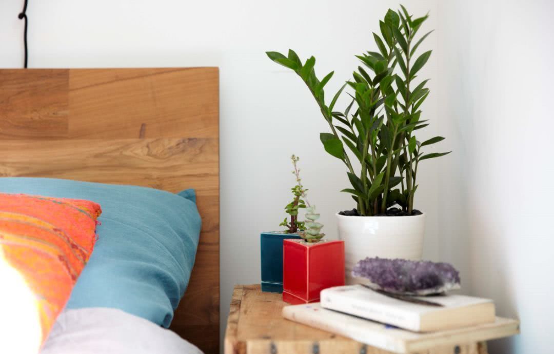 These six kinds of potted plants are especially suitable for raising bedrooms to release oxygen at night to purify harmful gases.