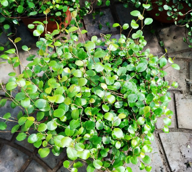 This kind of hanging orchid is not usually green at 0 degrees, it will be good-looking and good-looking if you touch a little water.