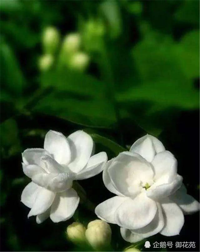 Jasmine flowers are raised in this way to master these four principles. The leaves are green and the flowers are in full bloom all year round.