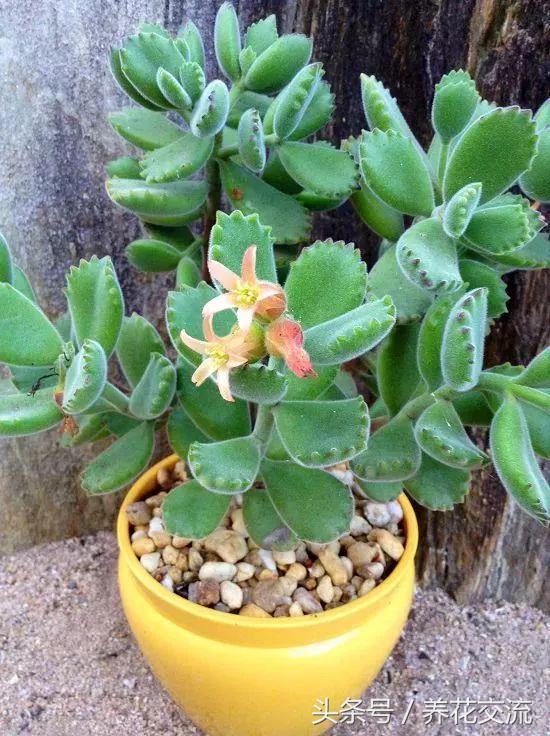 Nine kinds of popular potted succulent plants are the best choice on the windowsill.