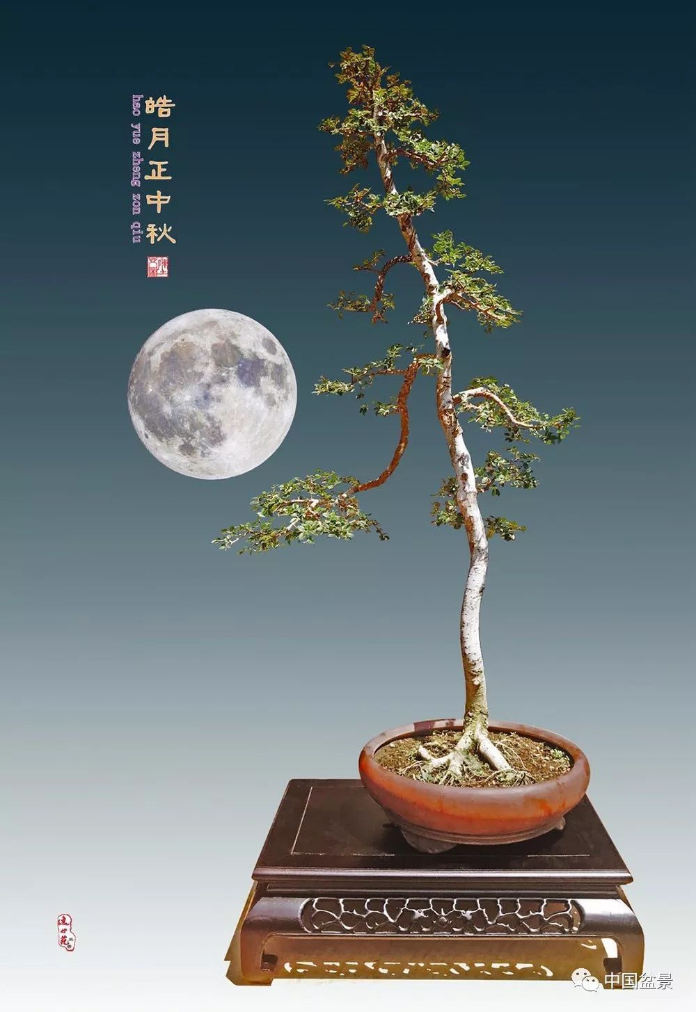 Enjoy the new bonsai work: be tolerant of all things and be generous to sentient beings.