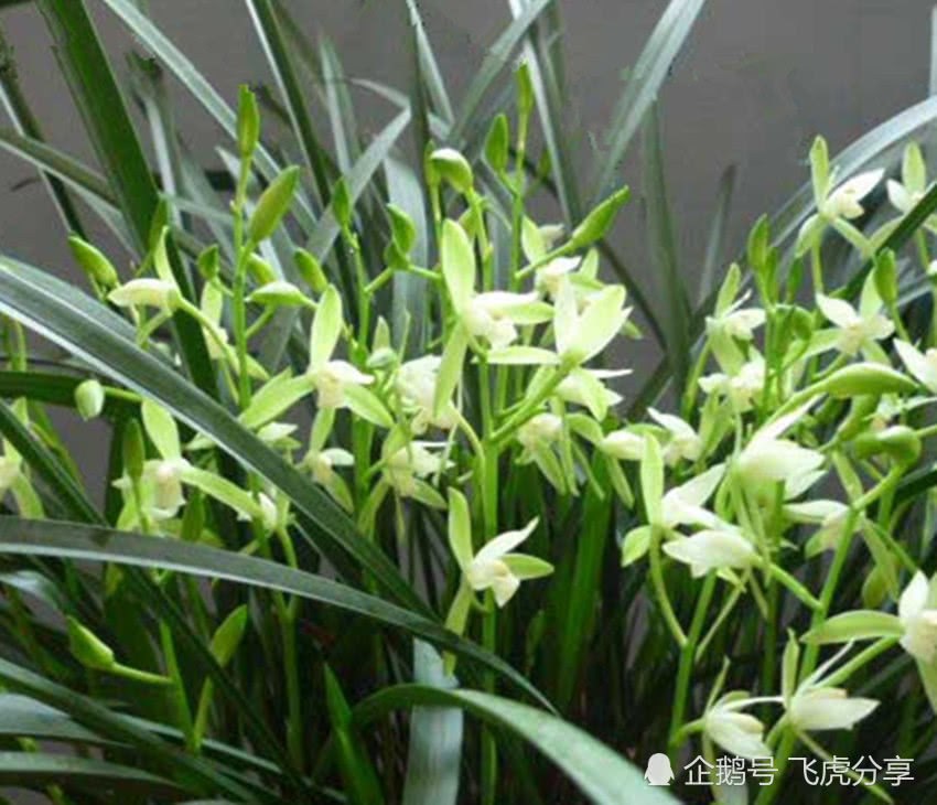 Three kinds of plants are used to raise orchids, orchids and succulent branches and leaves.