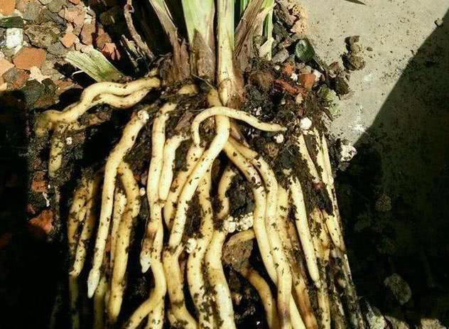 The roots of plants that need to be replaced in autumn are estimated to be difficult to survive the winter