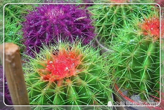 Why do fengshui experts emphasize that you must not grow cactus in the house after reading the knowledge?