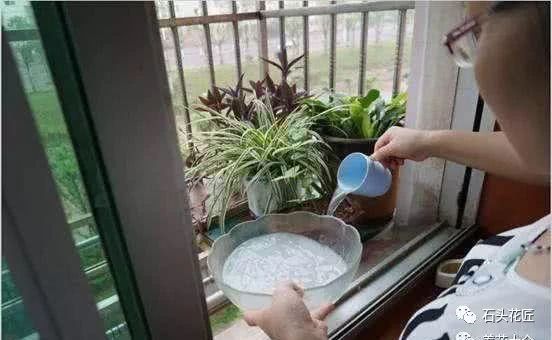 Aunt Wu raised flowers for 10 years to ferment rice and add some water that has no smelly smell and has sufficient fertilizer effect.