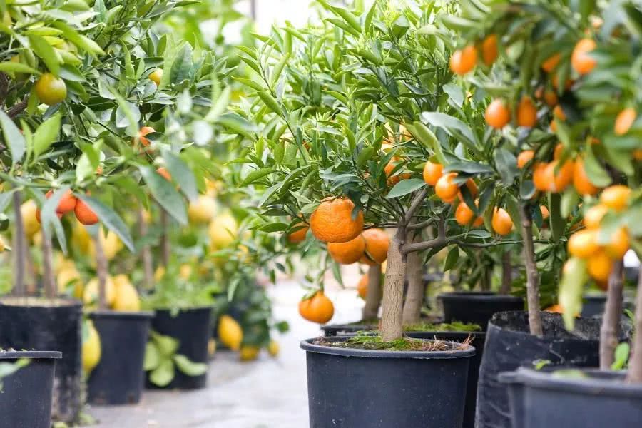 Friends from north and south have a choice of several kinds of potted fruit trees that can be planted in front of the porch.