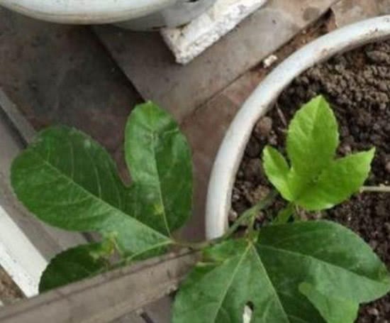 The potted passion fruit at home learned this trick to climb the vine quickly, resulting in endless fruit in the coming years.