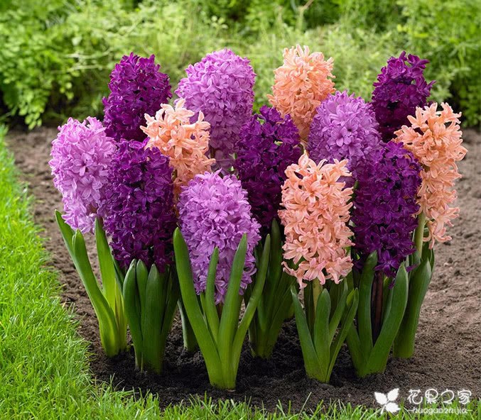 How to raise hyacinth? Technical articles on culture methods and matters needing attention of hyacinth in soil culture