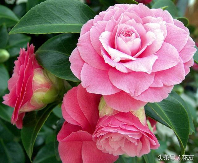 How to fertilize camellias at different stages?